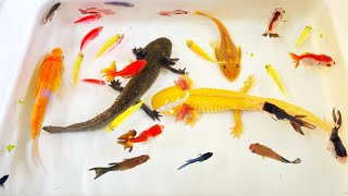 Most Amazing Hunt Axolotl, Ornamental Fish, Betta, Turtle, Koi, Tetra, Angel, Radtang, Spadefish