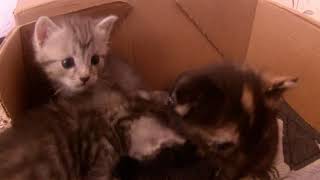 ТРИ КОТА. 2 кота и 1 кошечка! ТРИ КОТА. 2 кота и 1 кошечка!