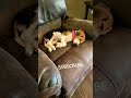 Sleeping Puppy #puppy #beagle #dog #fyp