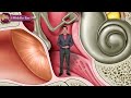 Gross Anatomy Of The Middle Ear Boundaries Contents And Functions Animation 