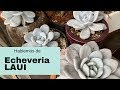 👩🏼‍🌾Echeveria Laui Todo lo que Querías Saber