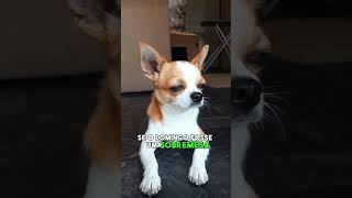 Hoje É Domingo, Pé De Cachimbo