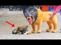 Funny Dogs - Best Reactions &amp; Funniest Videos of Pets! | Amazing Animals