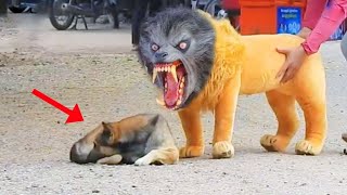 Funny Dogs - Best Reactions & Funniest Videos of Pets! | Amazing Animals by Amazing Animals 1,657 views 1 year ago 9 minutes, 11 seconds
