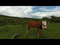 Vacas en realidad virtual | Episodio #78