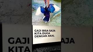 Download Lagu Rezeki Datang Tak Terduga MP3