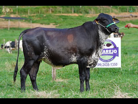 LOTE 30   14º LEILÃO ALIANÇA GENÉTICA LEITEIRA   7474 BW