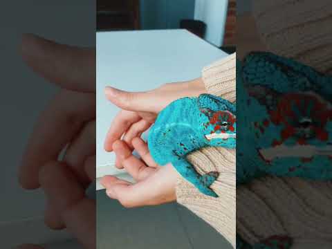 Как быстро малыш вырастет до таких размеров?#рептилии #хамелеон#шок#экзотика#животные#рептилии#треш