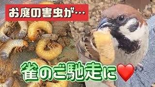 2023/6/1✴︎お庭の害虫が…雀のご馳走に❤️