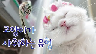 Types of how cat takes shower (ENG SUB)