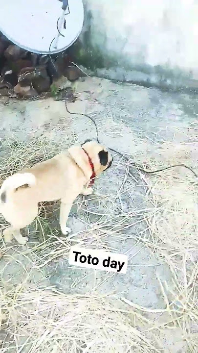 I,ts toto day works subscribe please 🥺🥺👏🙏#trendingshorts #new #shortsvideo