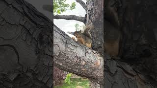 Moment of Zen : Squirrel 🐿
