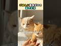 ごはんに無関心だった猫が急に変わった理由