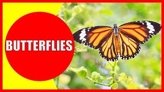 BUTTERFLIES FOR KIDS – Butterfly Facts for Children, Kindergarten and Preschoolers | Kiddopedia screenshot 4