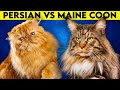 Maine Coon Cat vs Persian Cat - As DIFFERENT As They Can Get!