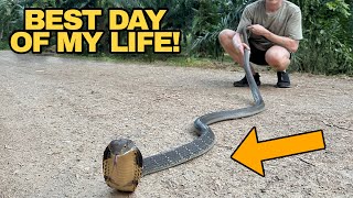 Catching a wild KING COBRA in Southern Thailand