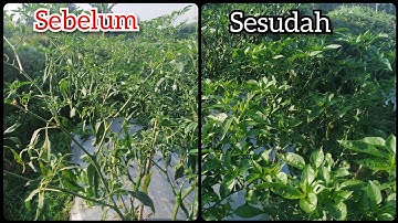 Cara mengatasi daun keriting untuk semua tanaman cabe dan tanaman lain