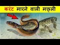 देखिये कैसे ये जानवर अपने आप को खतरनाक तरीके से बचाते हैं  | 9 fatal ways Animals Defense Mechanism