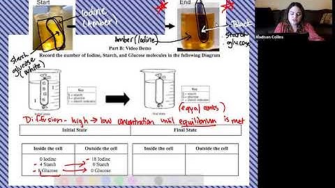 Diffusion Through a Membrane (Part 1) Pre-Lab