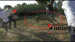 Live Video Leopard attacking 3 villagers in Borsan, Patan || Sandesh News(Subscribe Here for More News & Updates: https://goo.gl/xLdoY8 Follow us on Facebook :https://www.facebook.com/sandeshnewspaper Twitter ..., 2016-12-17T14:45:09.000Z)