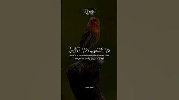 #سورة_الحجرات #عبدالباسط_عبدالصمد #قران_كريم #قرآن #قران #تلاوة_خاشعة #شهر_رمضان #تلاوة #تلاوات