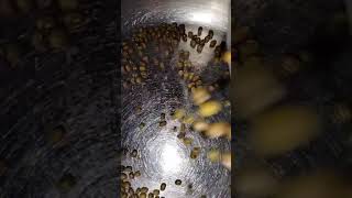 Mung beans or mungo beans #shorts