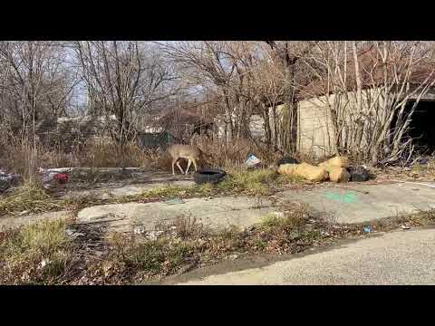 Deer on the east side of Detroit. MUST SEE. Not a place you would find deer!