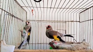 The male gold finch singing on female | attack on female for mating