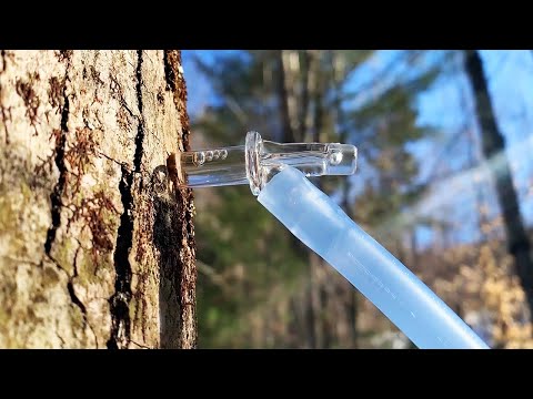How Delicious Vermont Maple Syrup Is Made And Collected | Delish