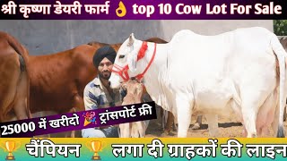 Most Beautiful ❤ Original Tharparkar Cow  70000 में 3 गाय  Sahiwal Rathi Tharparkar Cow For Sale