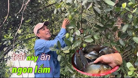 Tập 317 - Câu Cá Rô Đồng, Cá Rô Mà Kho Cùng Trái Này Ăn Rất Ngon | miền quê Tiền Giang