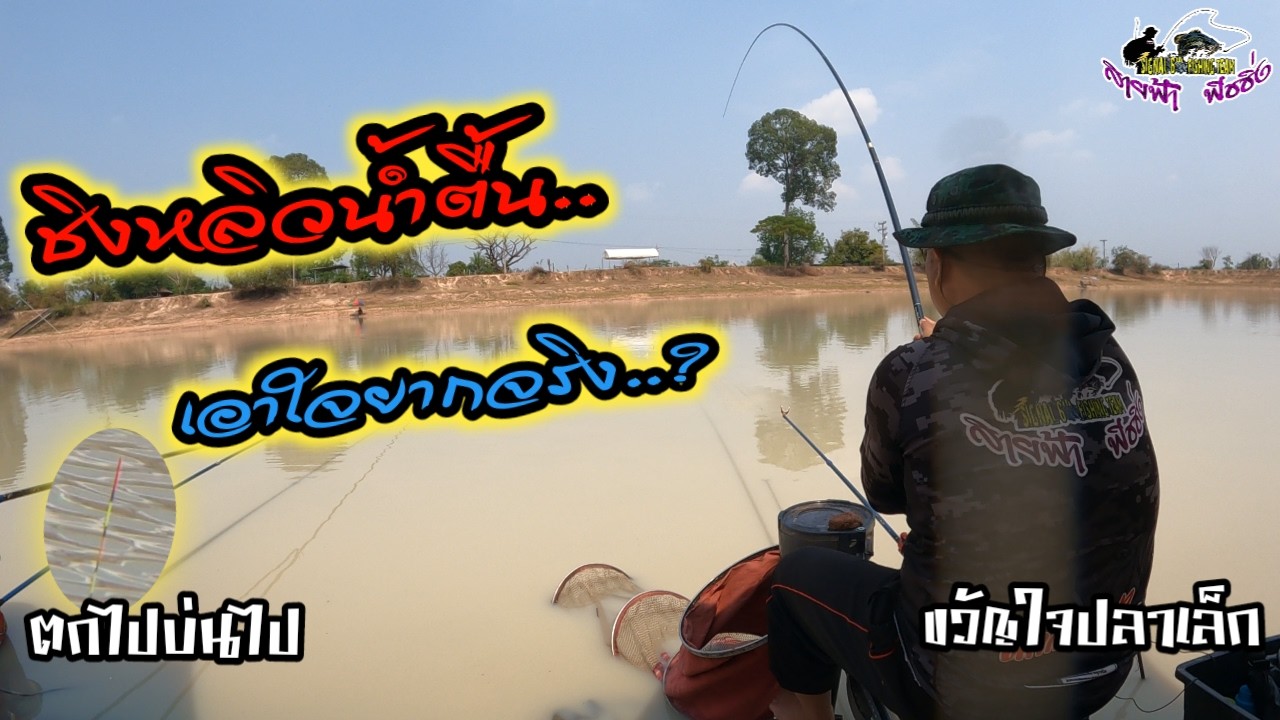 ตกชิงหลิว 5.4 ตกไม้ตายอะไรไม่รู้ ? บ่อเหมาหลิวน้ำตื้นปลาเยอะแต่เอาตัวยากจริง#ตกชิงหลิว #ตกไปบ่นไป