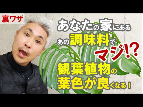 観葉植物の葉の色が良くなる裏ワザ！ご家庭にある〇〇〇が効く！