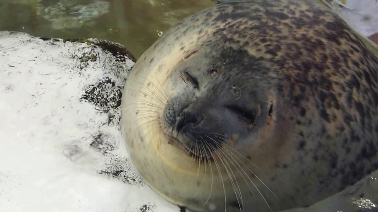 気持ちよく寝ているアザラシ 海遊館 17 8 Youtube