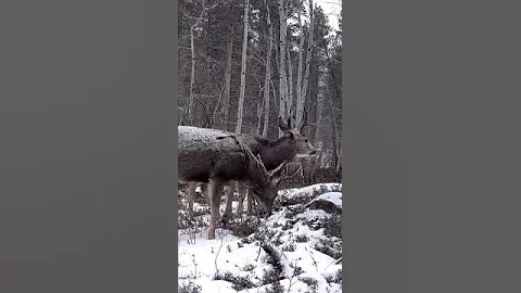 Mule Deer 4x3 and Fork Foraging in Western Montana #deer #muledeer #deerhunting #montana #trailcam