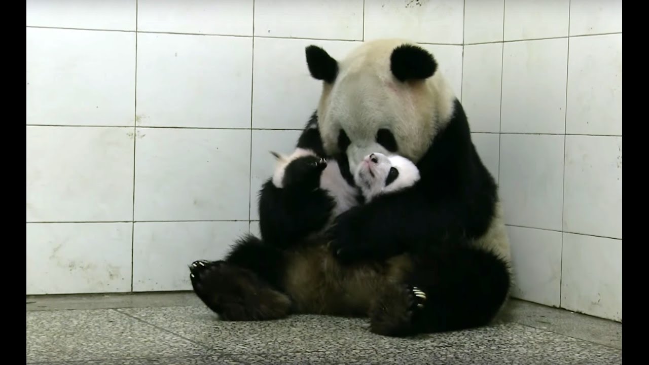 Baby Twin Pandas Panda Babies c Earth Youtube