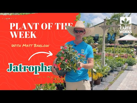 Video: Jatropha Tree Info - Opi Jatropha-kasvien hoidosta ja käytöstä