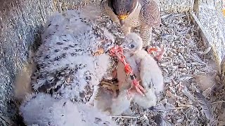 #175Falcon Nest ❻ Slechtvalken Nestkast Onze Lieve Vrouwe Toren Amersfoort