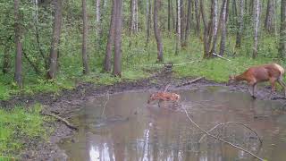 Водопой возле моего дома в Беловежской пуще #cameratrap