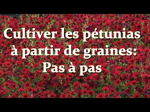 Vidéo: Démarrage des plantes à graines de pétunia - Conseils pour faire pousser des pétunias à partir de graines