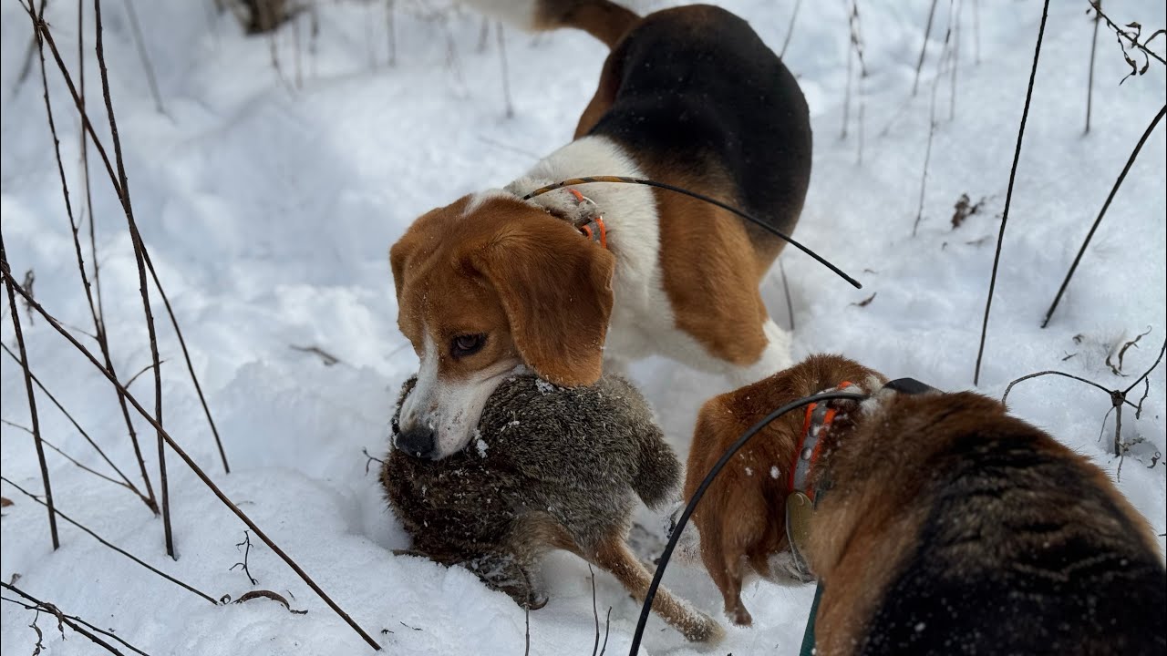 Hunting in the JANUARY SNOW! 🐇 - Rabbit Hunting with Beagle Dogs 2025 ...