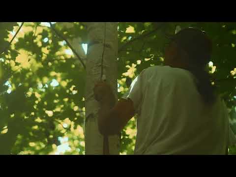 Gaa Miskwaabikaang Anishinaabemowin Gabeshiwin Gathering Birch Bark