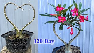 Try posing for a bonsai tree | How to bend Adenium bonsai at home