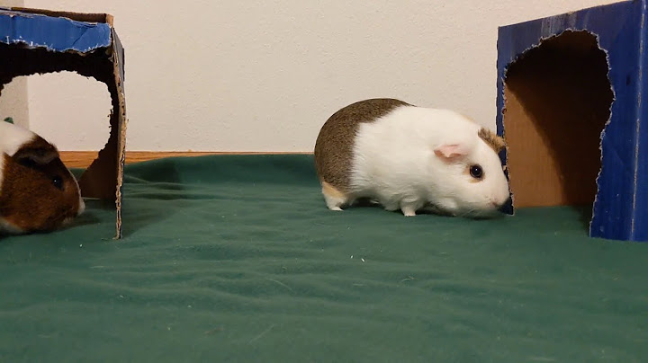 The Smallest Popcorn From A Big Pig