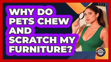 Why Do Pets Chew And Scratch My Furniture? - The Everyday Why