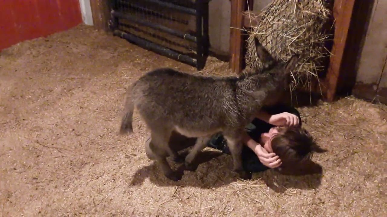 Little Tilly the Crazy Baby Miniature Donkey: Good Night Tilly....