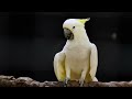 White Parrot Cockatoo video clip-birds videos-4k Nature(Ultra HD) | Natures Sweet Tales