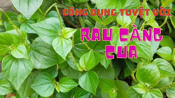 RAU CÀNG CUA - Thảo dược vàng nhiều người chưa biết