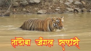 ताडोबात झाले वाघोबाचे दर्शन 🐯🐅 | Tadoba Jungle Safari | Tadoba Andhari Tiger Reserve Chandrapur