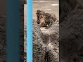 ほほえましいもみちゃん一家，この赤ちゃんは、もみちゃんの実の弟です。Momi-chan’s Heartwarming Family ， #monkey #cute #もみちゃん